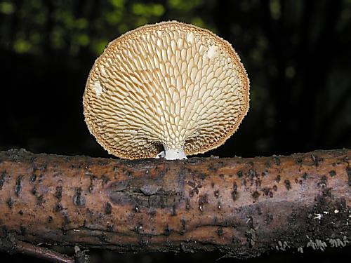 trúdnik veľkopórový/Choroš voštinovitý Neofavolus alveolaris (DC.) Sotome & T. Hatt.