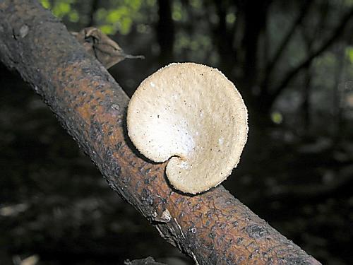 trúdnik veľkopórový/Choroš voštinovitý Neofavolus alveolaris (DC.) Sotome & T. Hatt.