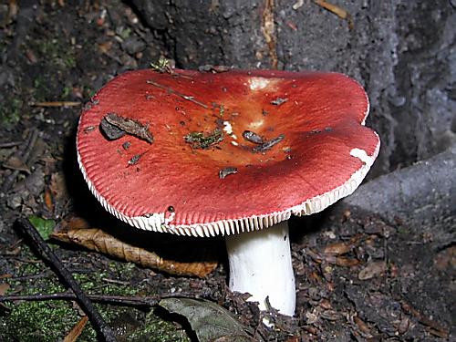 plávka jahodovočervená/Holubinka jahodová Russula paludosa Britzelm.