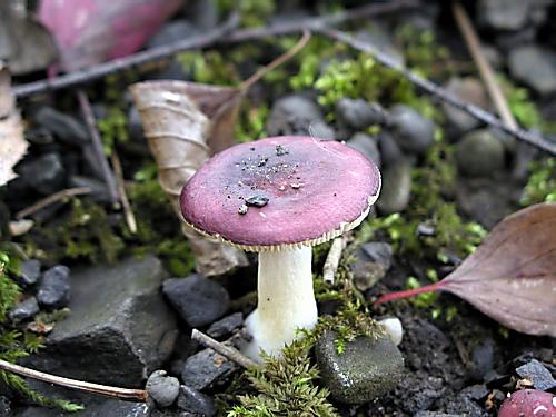 plávka krehká/Holubinka křehká Russula fragilis Fr.