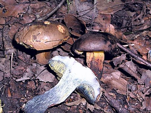 hríb modrejúci/Hřib modračka Cyanoboletus pulverulentus (Opat.) Gelardi, Vizzini & Simonini