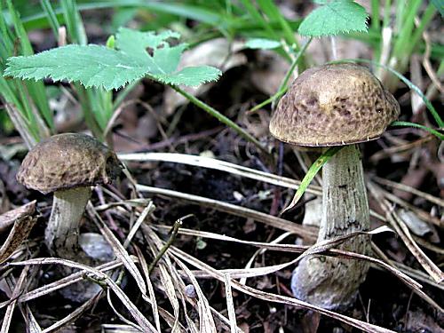 kozák hrabový/Kozák habrový Leccinum pseudoscabrum (Kallenb.) Šutara