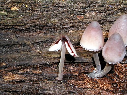 prilbička krvavomliečna/Helmovka krvonohá Mycena haematopus (Pers.) P. Kumm.