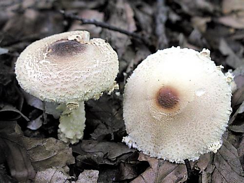 bedlička vlnatá/Bedla vlnatá Lepiota clypeolaria (Bull.) P. Kumm.