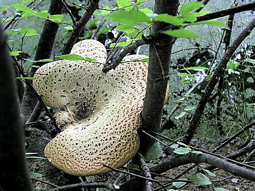 trúdnik šupinatý/Choroš šupinatý Cerioporus squamosus (Huds.) Quél.