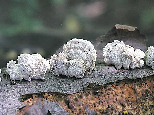 klanolupeňovka obyčajná/Klanolístka obecná Schizophyllum commune Fr.