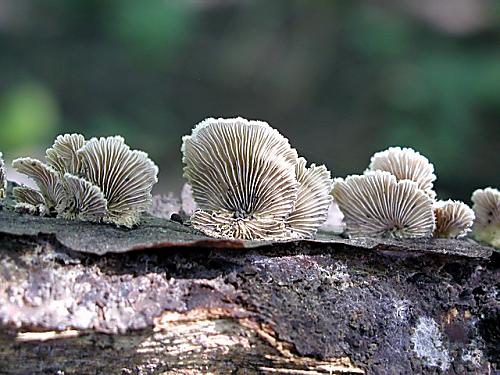 klanolupeňovka obyčajná/Klanolístka obecná Schizophyllum commune Fr.