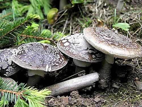 muchotrávka červenkastá/Muchomůrka růžovka Amanita rubescens Pers.