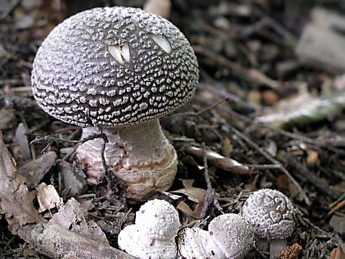 muchotrávka červenkastá/Muchomůrka růžovka Amanita rubescens Pers.