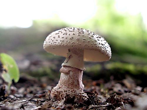 muchotrávka červenkastá/Muchomůrka růžovka Amanita rubescens Pers.