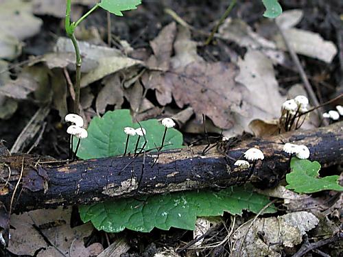 tanečnica golieriková/Špička kolovitá Marasmius rotula (Scop.) Fr.