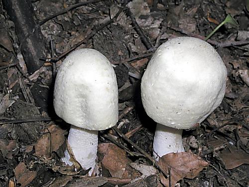 pečiarka hľuznatá/Pečárka hlíznatá Agaricus essettei Bon