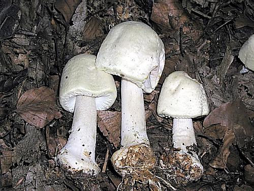 pečiarka hľuznatá/Pečárka hlíznatá Agaricus essettei Bon