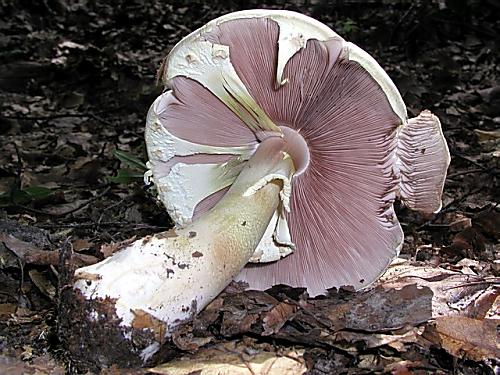 pečiarka ovčia/Pečárka ovčí Agaricus arvensis Schaeff.