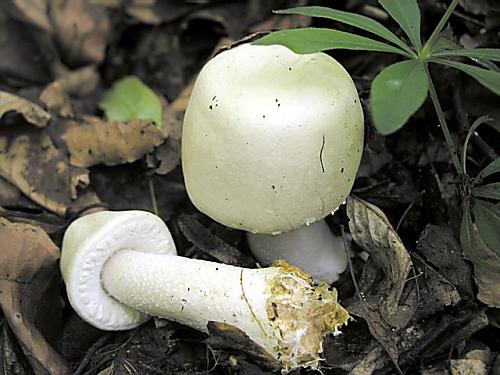 pečiarka hľuznatá/Pečárka hlíznatá Agaricus essettei Bon