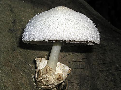 pošvovec stromový/Kukmák bělovlnný Volvariella bombycina (Schaeff.) Singer