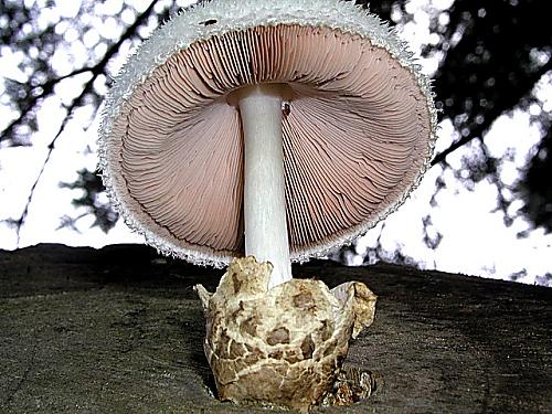 pošvovec stromový/Kukmák bělovlnný Volvariella bombycina (Schaeff.) Singer