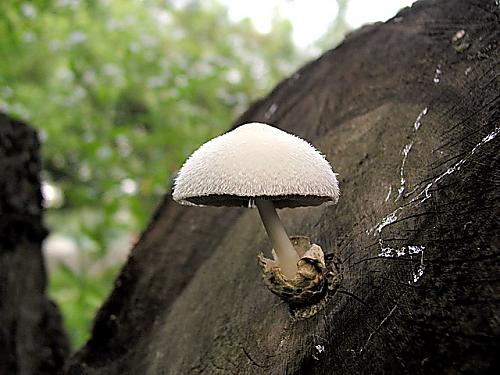 pošvovec stromový/Kukmák bělovlnný Volvariella bombycina (Schaeff.) Singer