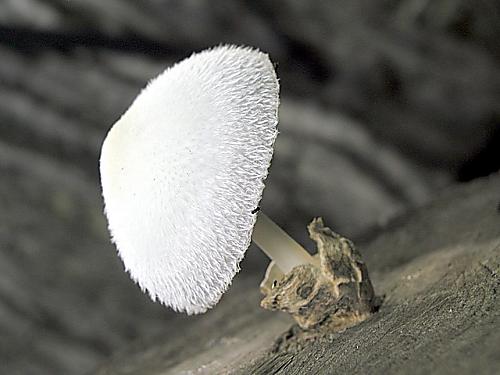 pošvovec stromový/Kukmák bělovlnný Volvariella bombycina (Schaeff.) Singer