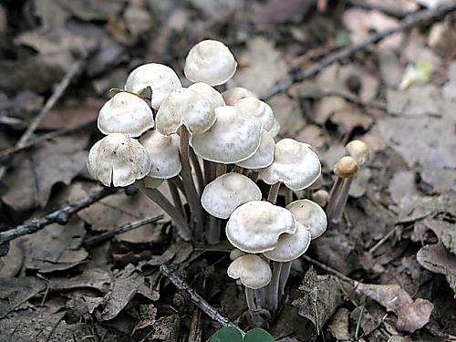 peniazovka trsovitá/Penízovka splývavá Gymnopus confluens (Pers.) Antonín, Halling & Noordel.