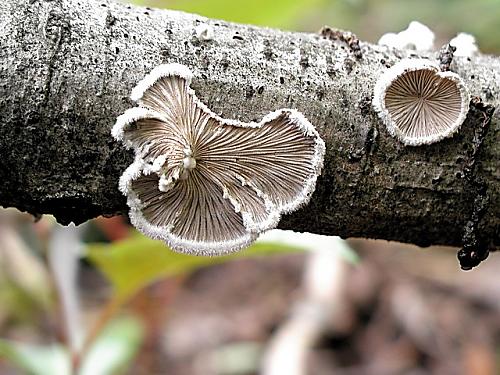 klanolupeňovka obyčajná/Klanolístka obecná Schizophyllum commune Fr.