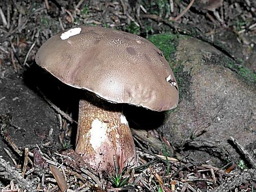 podhríb žlčový/Hřib žlučník Tylopilus felleus (Bull.) P. Karst.