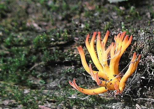 parôžkovec lepkavý/Krásnorůžek lepkavý Calocera viscosa (Pers.) Fr.