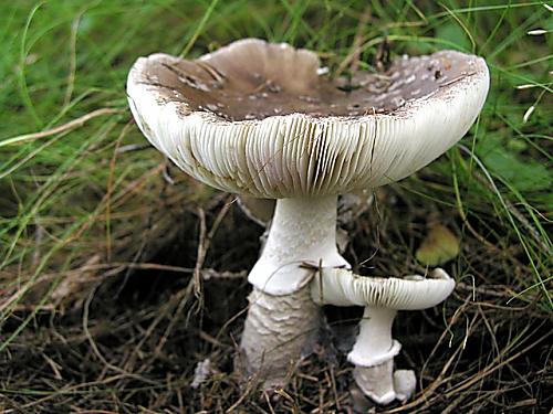 muchotrávka hrubá/Muchomůrka šedivka Amanita excelsa (Fr.) Bertill.