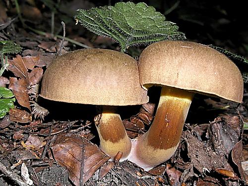 hríb modrejúci/Hřib modračka Cyanoboletus pulverulentus (Opat.) Gelardi, Vizzini & Simonini