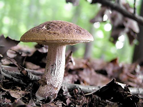 kozák hrabový/Kozák habrový Leccinum pseudoscabrum (Kallenb.) Šutara