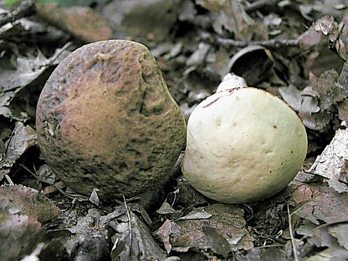 kozák belostný /Křemenáč bělostný? (vpravo), Kozák hrabový/kozák habrový (vlevo), Leccinum percandidum ?