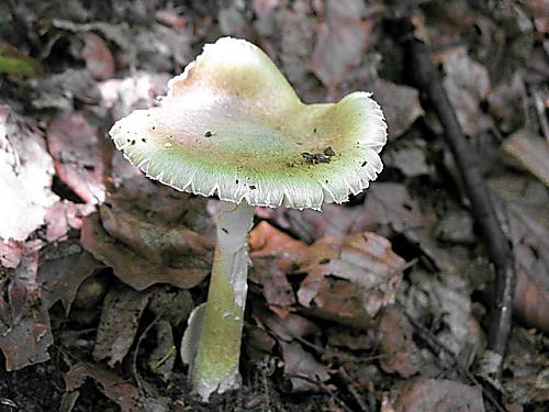 muchotrávka zelená/Muchomůrka zelená Amanita phalloides (Vaill. ex Fr.) Link