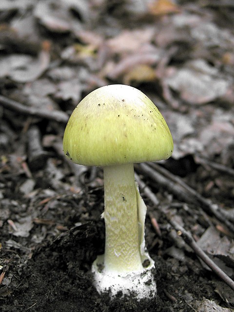 muchotrávka zelená/Muchomůrka zelená Amanita phalloides (Vaill. ex Fr.) Link