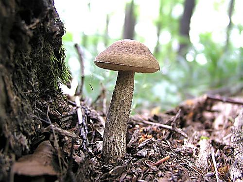 kozák hrabový/Kozák habrový Leccinum pseudoscabrum (Kallenb.) Šutara