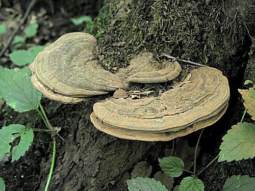 lesklokôrovka plochá/Lesklokorka ploská Ganoderma applanatum (Pers.) Pat.