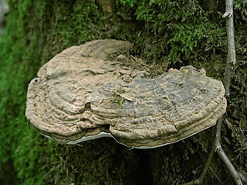 lesklokôrovka plochá/Lesklokorka ploská Ganoderma applanatum (Pers.) Pat.