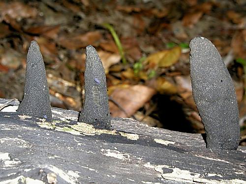 drevnatec kyjakovitý/Dřevnatka mnohotvará Xylaria polymorpha (Pers.) Grev.