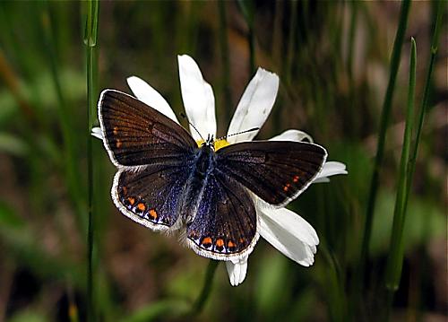 modráčik obyčajný Polyommatus icarus