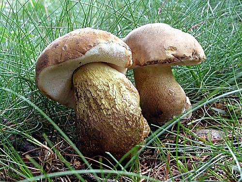 podhríb žlčový/Hřib žlučník Tylopilus felleus (Bull.) P. Karst.