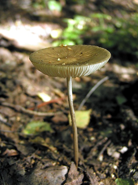 penízovka kořenující Hymenopellis radicata (Relhan) R.H. Petersen