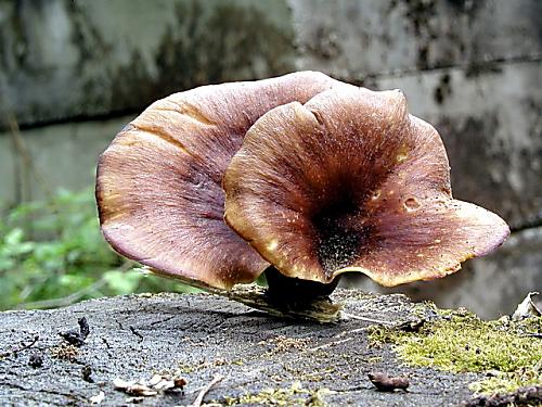 trúdnik tmavohlúbikový/Choroš smolonohý Royoporus badius (Pers.) A.B. De