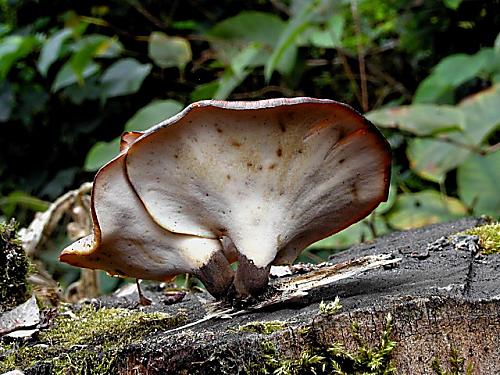 trúdnik tmavohlúbikový/Choroš smolonohý Royoporus badius (Pers.) A.B. De