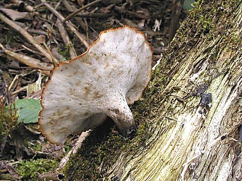 trúdnik tmavohlúbikový/Choroš smolonohý Royoporus badius (Pers.) A.B. De