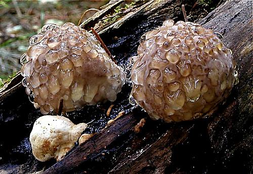 práchnovček pásikavý/Troudnatec pásovaný Fomitopsis pinicola (Sw.) P. Karst.