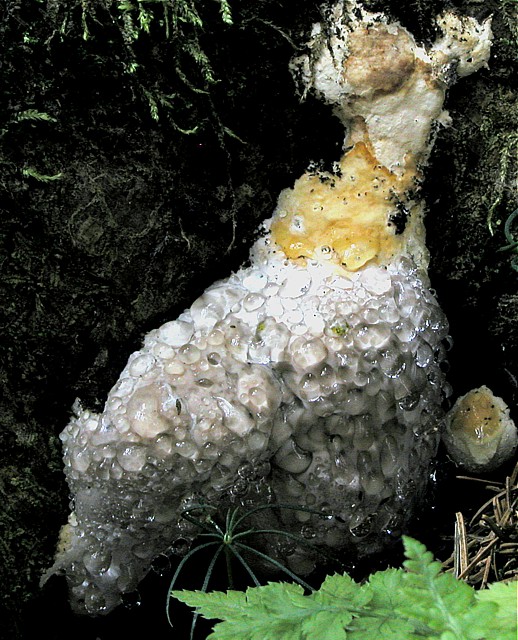 práchnovček pásikavý/Troudnatec pásovaný Fomitopsis pinicola (Sw.) P. Karst.