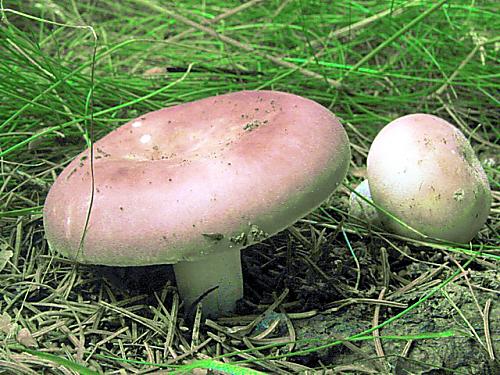 plávka mandľová/Holubinka mandlová Russula vesca Fr.