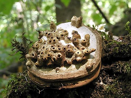 chorošovitá houba s nezvykle tvarovanými rourkami