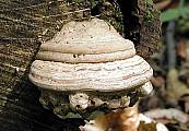 chorošovitá houba s nezvykle tvarovaným hymenoforem