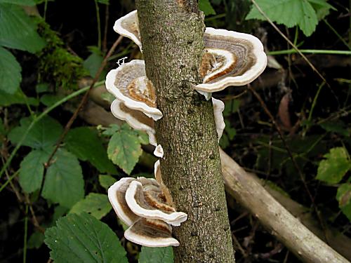 trúdnikovec pestrý/Outkovka pestrá Trametes versicolor (L.) Lloyd