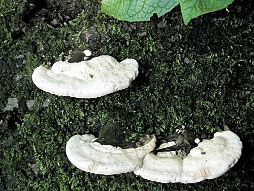 trúdnikovec hrbatý/Outkovka hrbatá ?? Trametes gibbosa ??